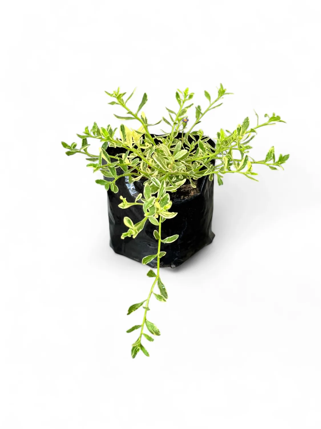 Felicia Amelloides Variegated &quot;Blue&quot; 2Liter