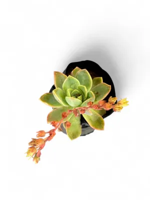 Echeveria Agavoides "Lipstick Echeveria" 1Liter