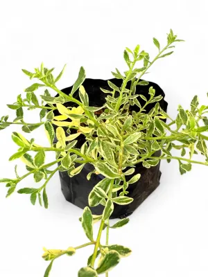 Felicia Amelloides "Variegated Blue Marguerita" 2Liter