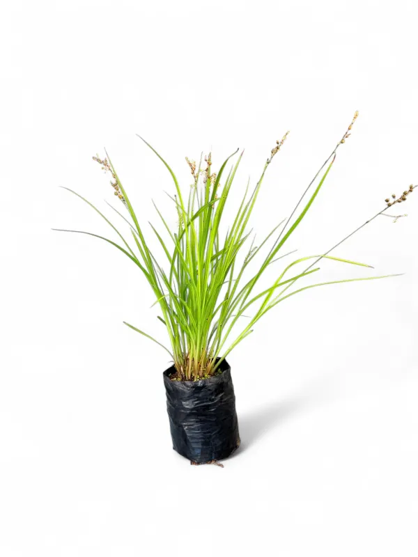Anthericum 1Liter