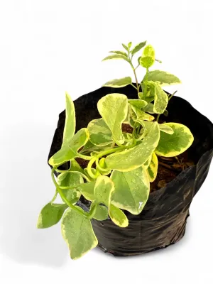 Catharanthus Roseus Variegata "Vinca Variegated" 1Liter