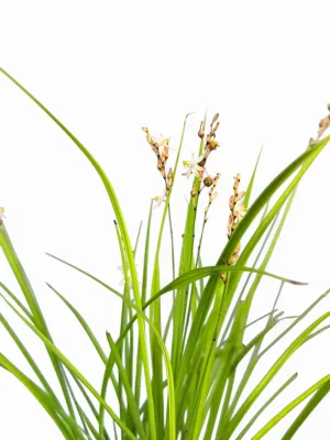 Anthericum "Grass Lilly" 1Liter