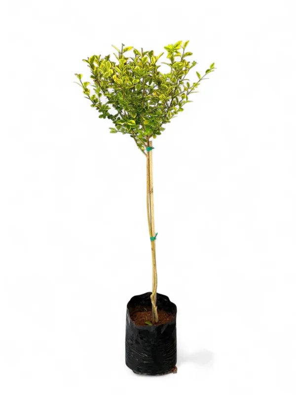 Ligustrum Ovalifolium Variegated Standard 10Liter