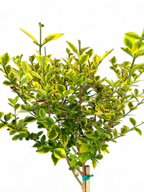 Ligustrum Ovalifolium "Variegated Privet" Standard 10Liter