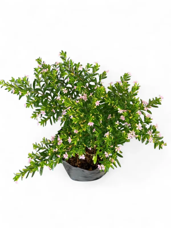 Cuphea Hyssopifolia "Mauve Mexican Heather" 4Liter