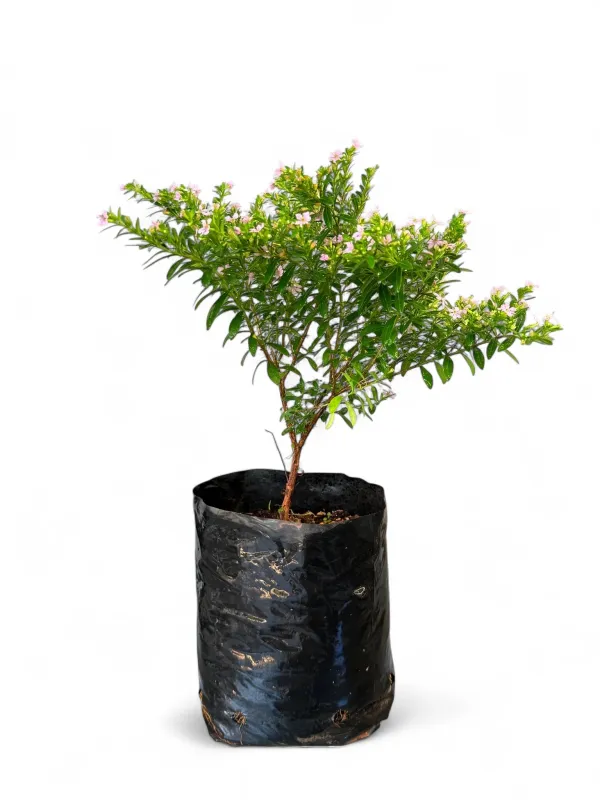 Cuphea Hyssopifolia Mauve &quot;Pink&quot; 4Liter