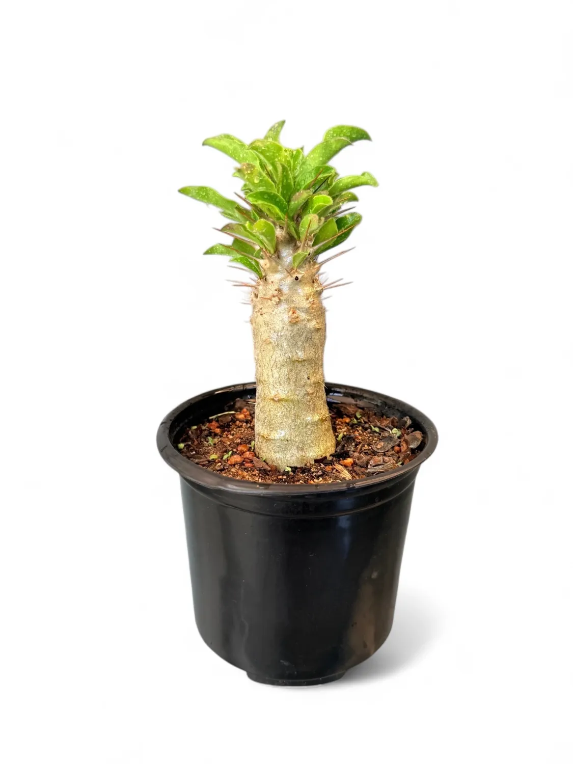 Pachypodium Saundersii &quot;Koedoe Lelie&quot; 12cm Pot