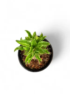 Pachypodium Saundersii "Koedoe Lelie" 12cmPot