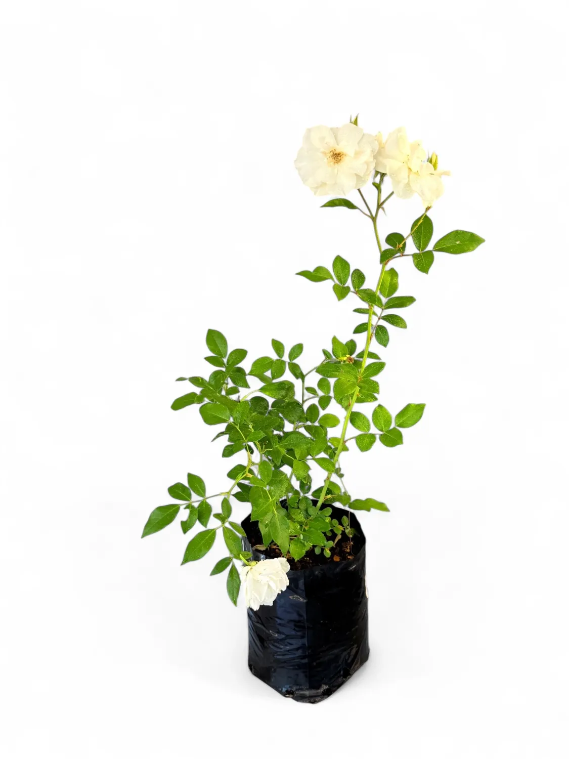 Rose Iceberg &quot;White&quot; Bush 4Liter