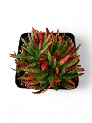 Crassula Schmidtii "Fairy crassula" 8cmPot