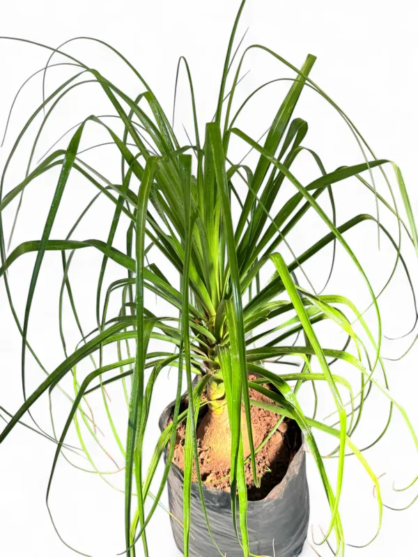 Beaucarnea Recurvata "Ponytail Palm" 40Liters
