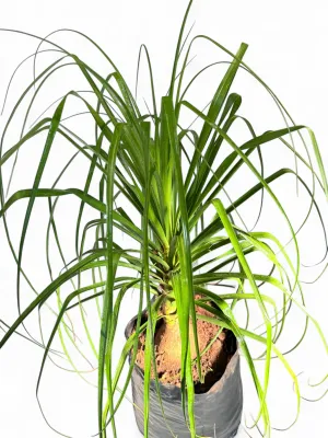 Beaucarnea Recurvata "Ponytail Palm" 40Liters