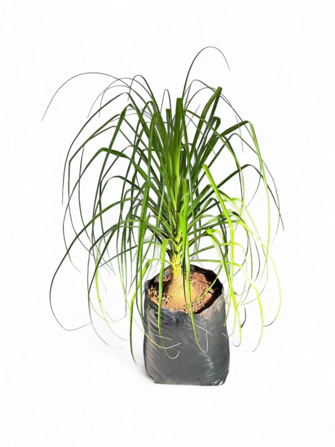 Beaucarnea Recurvata &quot;Ponytail Palm&quot; 40Liters