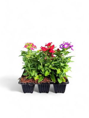 Verbena &quot;Mixed Colours&quot; Seedlings 6 Pack