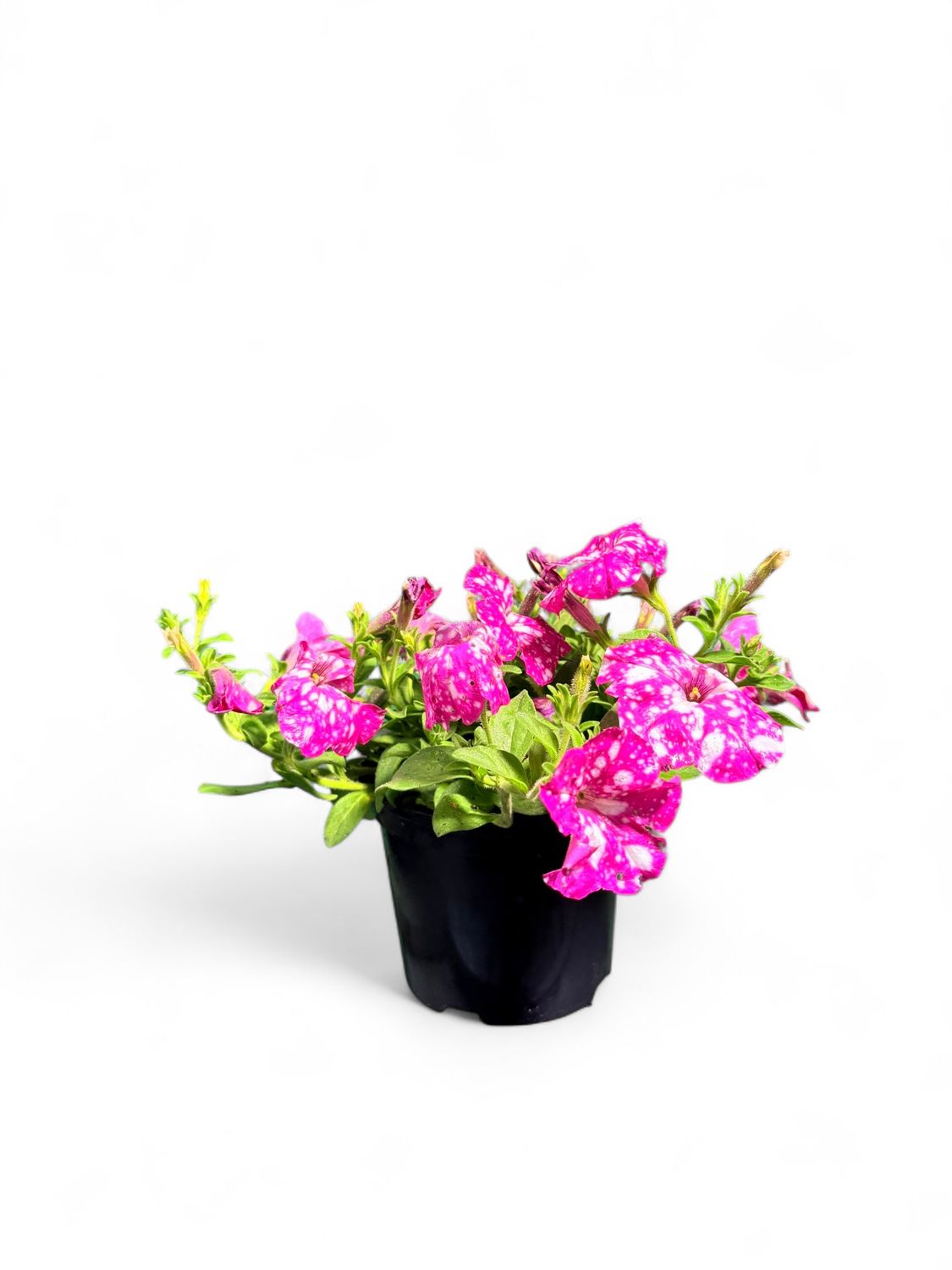 Petunia Ricadente Variegata &quot;Baby Doll&quot; 15cm Pot