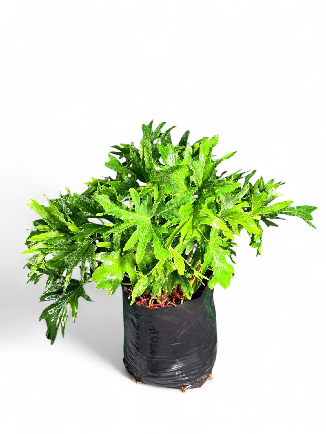 Philodendron Selloum Compacta 20Liter
