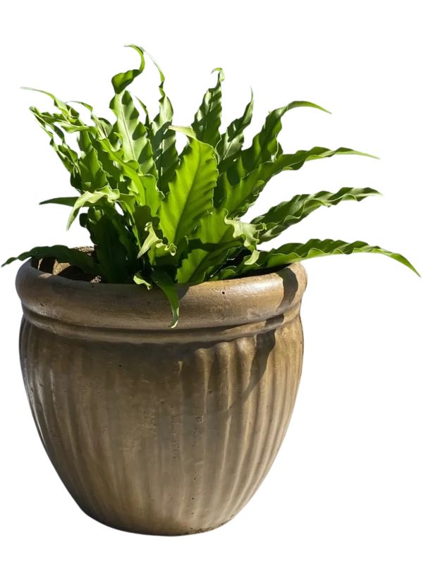 Round Wave Pot Medium Antique Amber Finish - H280mm x W320mm - 7kg