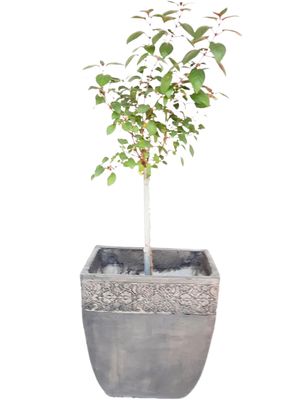 Aero Pot Large Weathered Grey Finish - H420mm - W400mm - L280mm 14kg