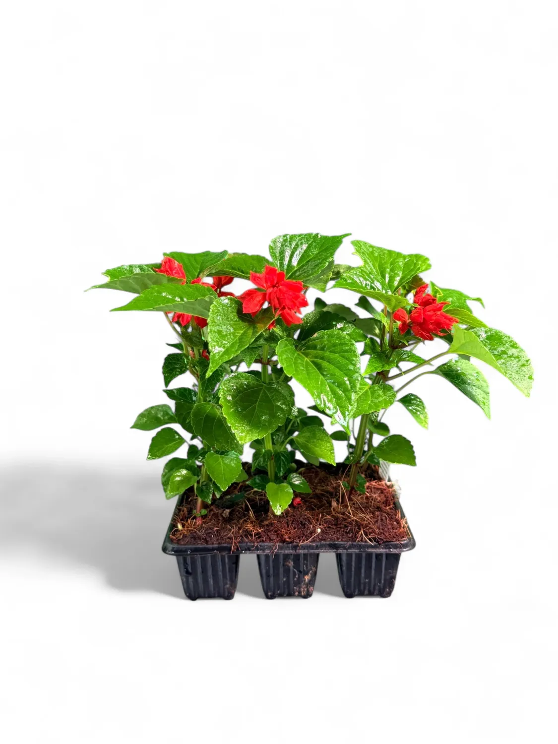 Salvia Salsa &quot;Red Sun&quot; 6Pack Seedlings