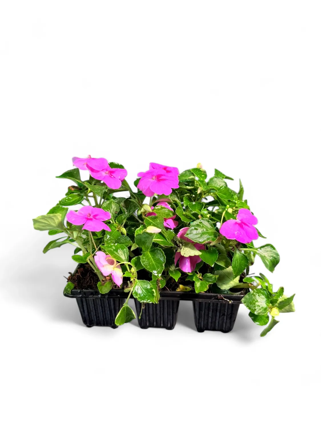 Impatiens &quot;Bright Pink&quot; Seedlings 6 Pack