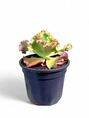 Echeveria &quot;Frilly Maid&quot; 18cm Pot