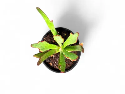 Cotelydon 15cmPot