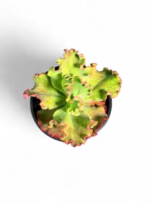 Echeveria Mauna Loa "Frilly Maid" 18cmPot