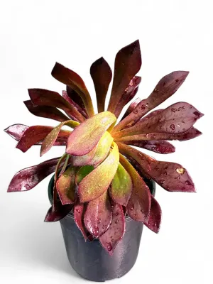 Aeonium Arboreum "Zwartkop" 15cmPot