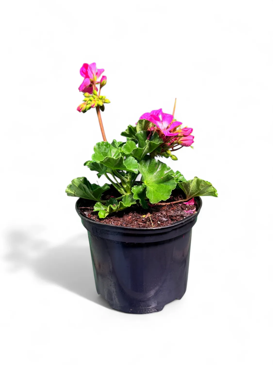 Pelargonium Turkana &quot;Hot Pink&quot; 17cm Pot