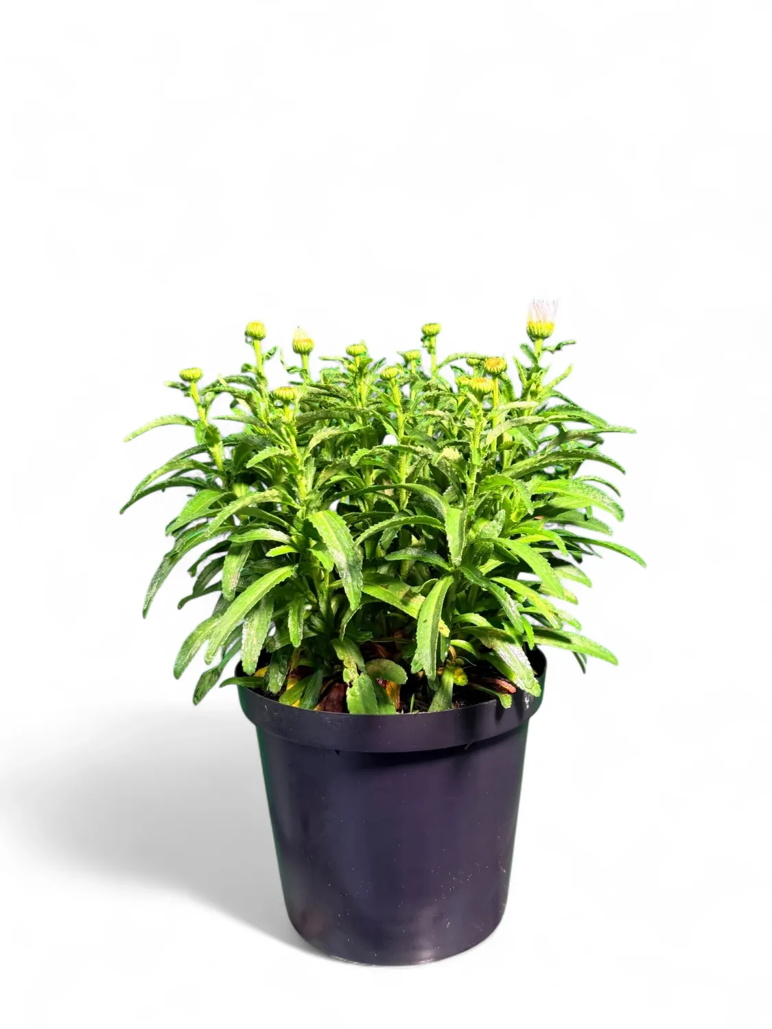 Leucanthumum Daisy May &quot;White&quot; 15cm Pot