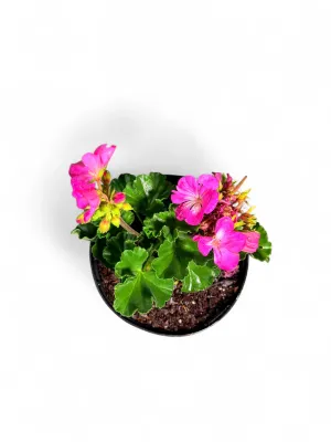 Pelargonium Turkana "Hot Pink Geranium" 17cmPot