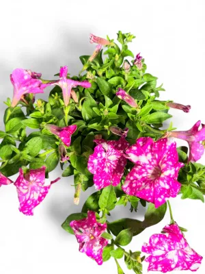 Petunia Ricadente Variegata "Baby Doll" 15cmPot