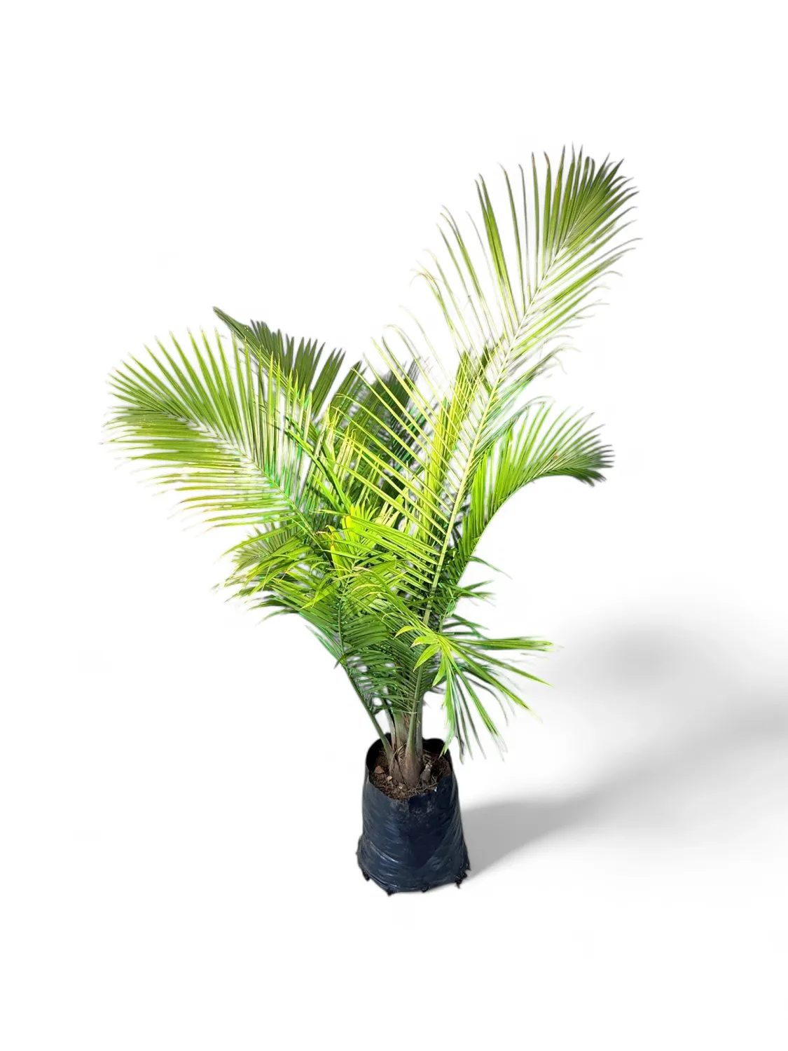 Ravenea Rivularis &quot;Majesty Palm&quot; 40Liter