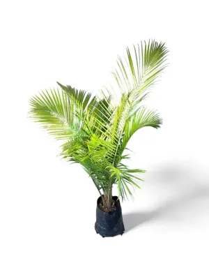 Ravenea Rivularis &quot;Majesty Palm&quot; 40Liter