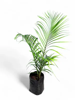Neodypsis Decaryi &quot;Triangle Palm&quot;20Liter