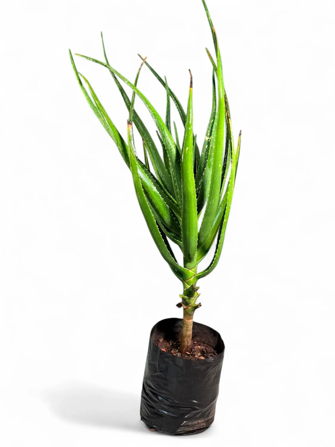 Aloe Barberae &quot;Tree Aloe or Boom Aalwyn&quot; 20Liter