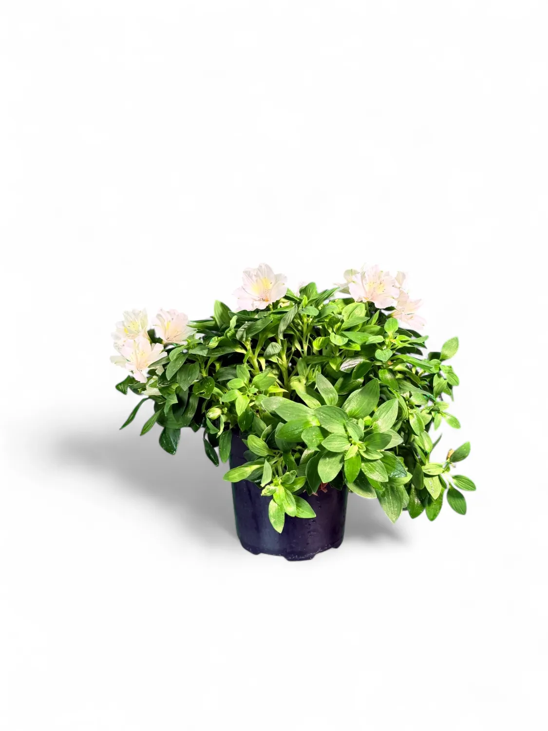 Alstroemeria &quot;Princess Lily&quot; (Inca Lily) &quot;White&quot; 19cm Pot