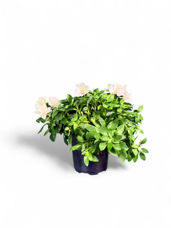 Alstroemeria &quot;Princess Lily&quot; (Inca Lily) &quot;White&quot; 19cm Pot