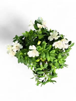 Alstroemeria "Princess Lily" (Inca Lily) "White" 19cm Pot