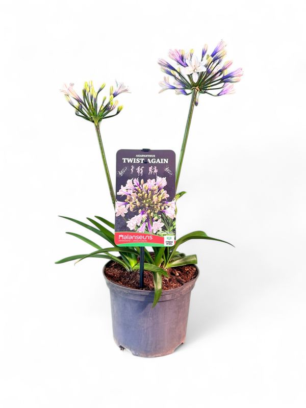 Agapanthus &quot;Twist Again&quot; 19cm Pot