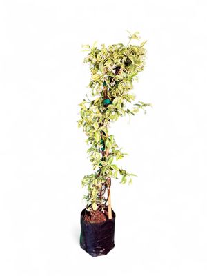 Trachelospermum Jasminoides Variegated 2Liter