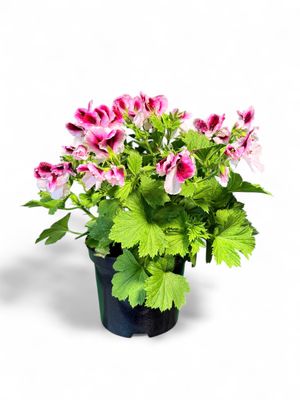 Pelargonium Grandiflorum Elegance Bravo 15cmPot