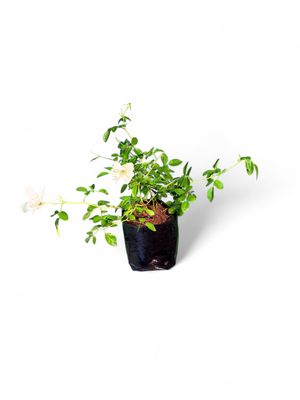 Iceberg Rose Bush 2Liter