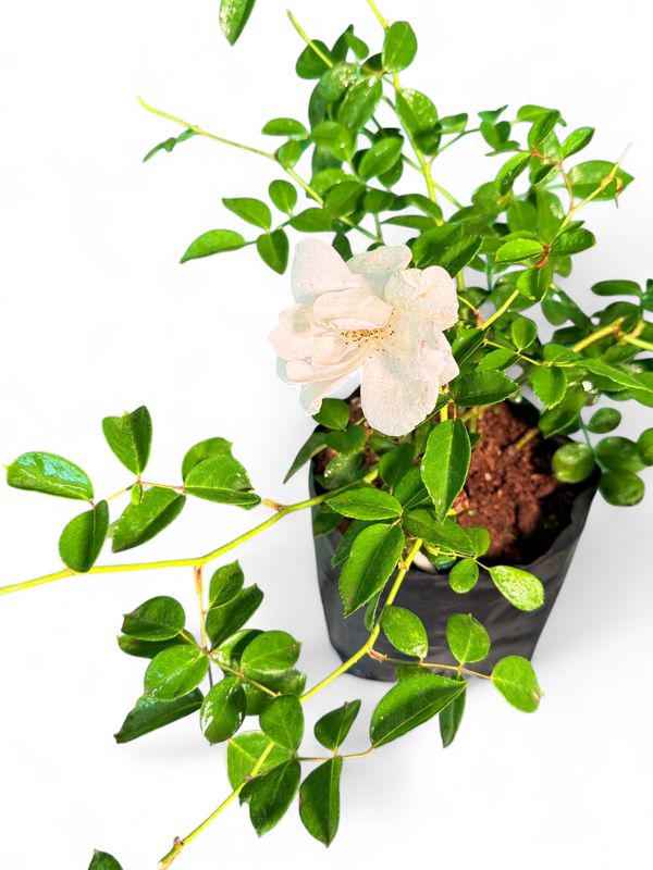Iceberg Rose Bush "Rosa Iceberg" 2Liter