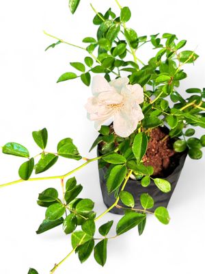 Iceberg Rose Bush "Rosa Iceberg" 2Liter