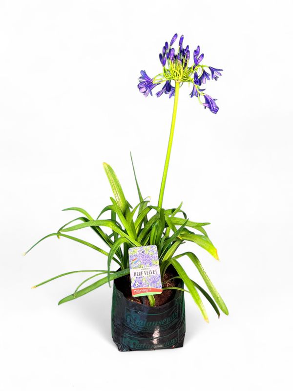 Agapanthus Praecox Blue Velvet 2Liter