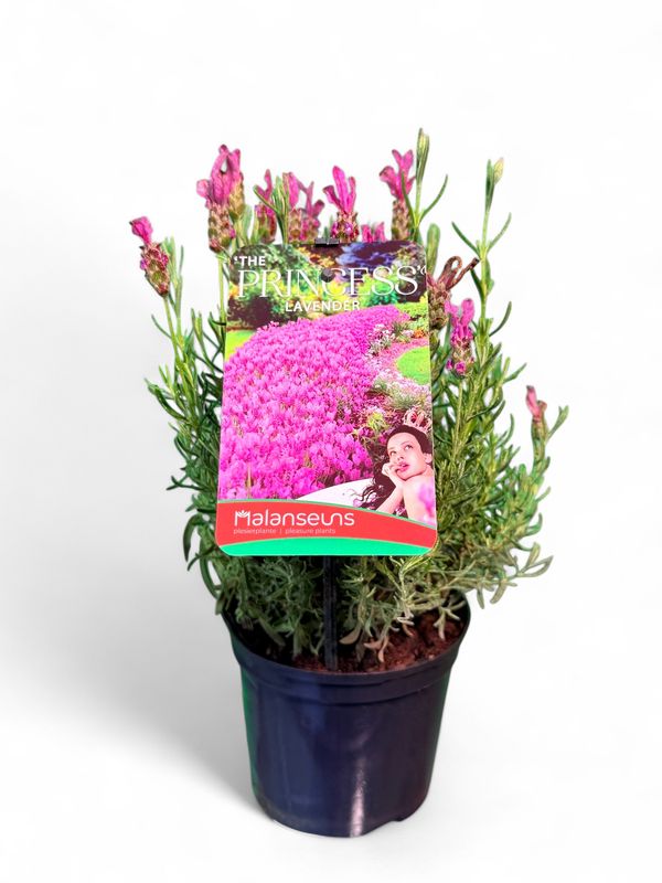 Lavandula Pedunculata &quot;The Princess Lavender&quot; 15cmPot