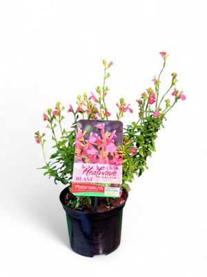 Salvia Hybrid Heatwave Blast 15cmPot Salvia Hybrid Heatwave Blast 15cmPot