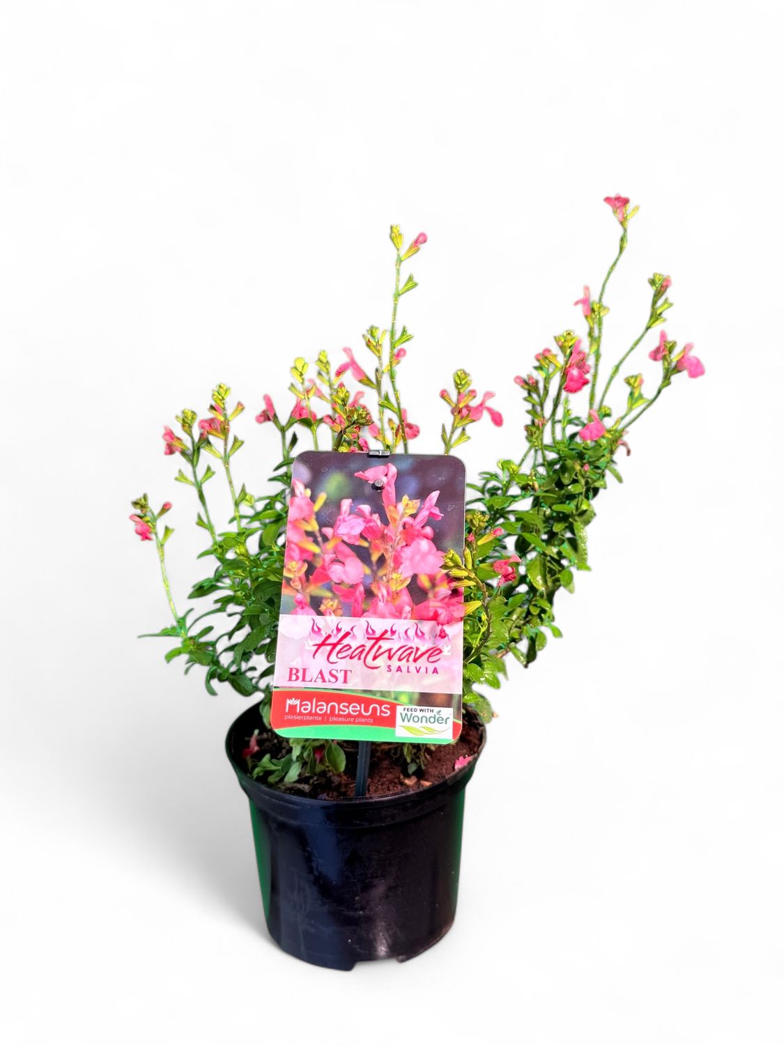 Salvia Hybrid Heatwave Blast 15cmPot