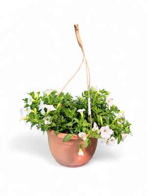 Petunia Mini Vista White &quot;Hanging Basket&quot;